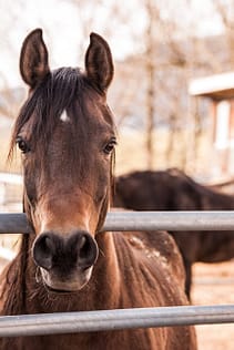 horse-arabs-stallion-ride-53114-53114 Majestic brown horse looking directly at the camera in an open pasture setting.