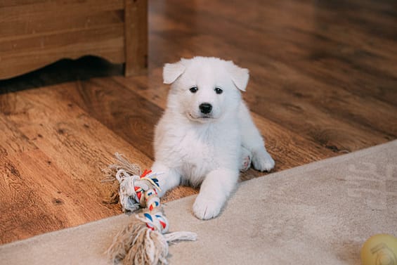 pexels-photo-3860304 Cute Samoyed puppy lying on a wooden floor with a colorful rope toy.