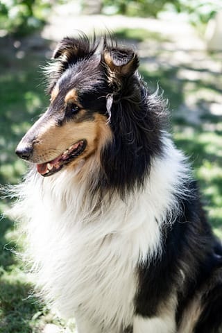 Elegant collie dog enjoying a sunny day outdoors.