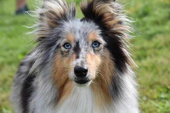 Close-up of a cute rough collie dog with blue eyes, showing its furry coat outdoors.