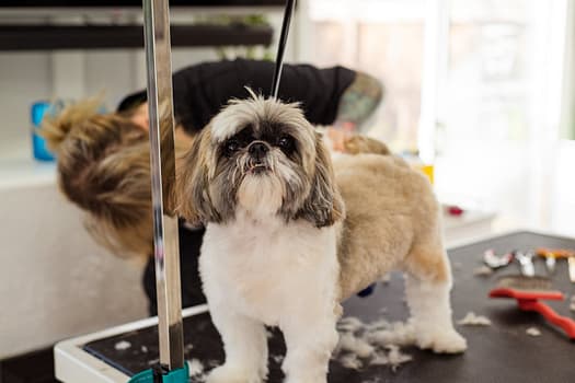 pexels-photo-19145876 A Shih Tzu dog receives a professional grooming session with a focus on haircut and care.