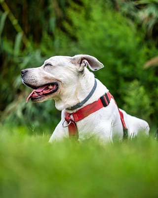 American Bulldog lying on grass with a red harness, enjoying a sunny day.