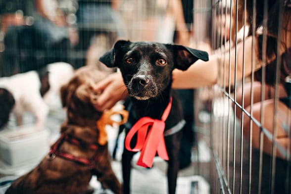 pexels-photo-1904103-1904103 Cute black dog with red ribbon in animal shelter, symbolizing hope and rescue.