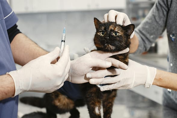 pexels-photo-6816869-6816869 A veterinarian wearing gloves giving a vaccination to a cat in a clinic setting.