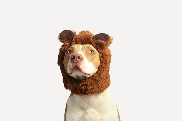 pexels-photo-825949-825949 Cute pitbull dog wearing a funny bear headwear, looking upwards against a white studio background.