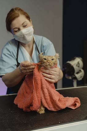 pexels-photo-6131543-6131543 A veterinarian in a mask grooming a cat wrapped in a towel.
