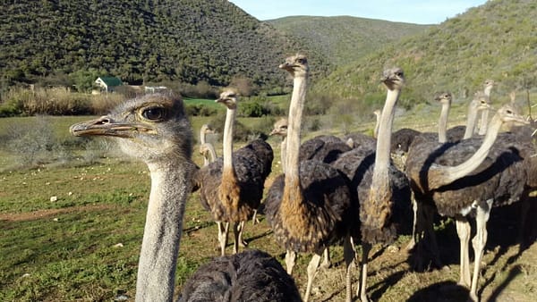 groenfontein-farm A group of ostriches stands in a lush, green landscape with hills in the background, showcasing their long necks and distinctive feathers.