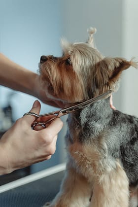 Photo by Tima Miroshnichenko Close-up of a Yorkshire Terrier being trimmed by a groomer with scissors, highlighting meticulous care.