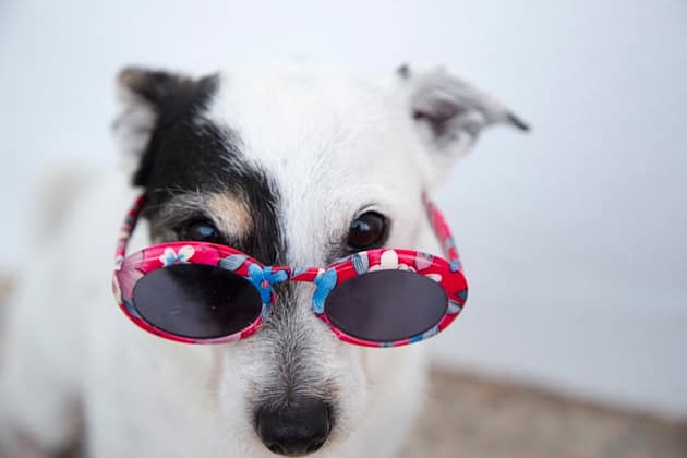 pexels-photo-1629780-1629780 Adorable dog with sunglasses posing outdoors, showcasing a fun canine fashion sense.