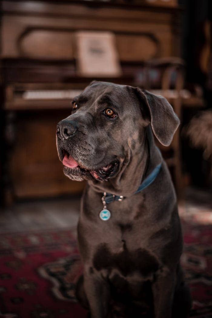 Adorable Cane Corso dog sitting indoors with a vintage piano backdrop.