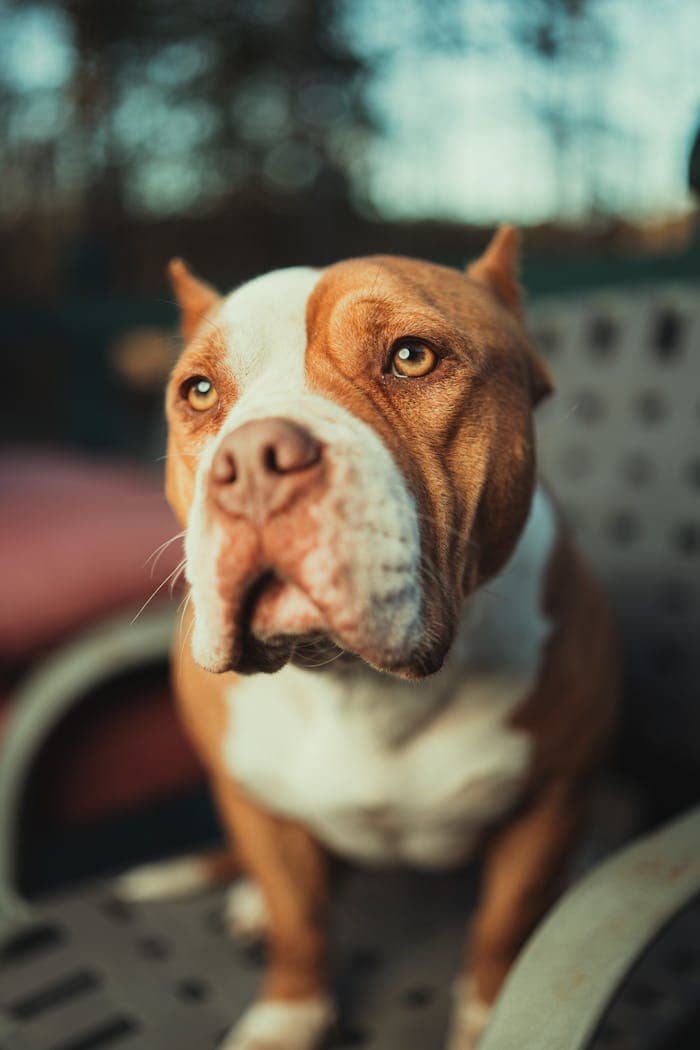 Close-up of a cute bulldog sitting on a chair outdoors in Atlanta, GA.
