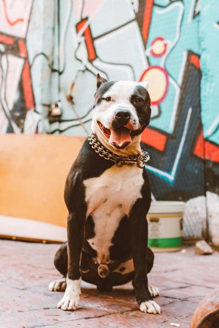 Portrait of a Pit Bull sitting in a graffiti-covered alley with vivid colors.