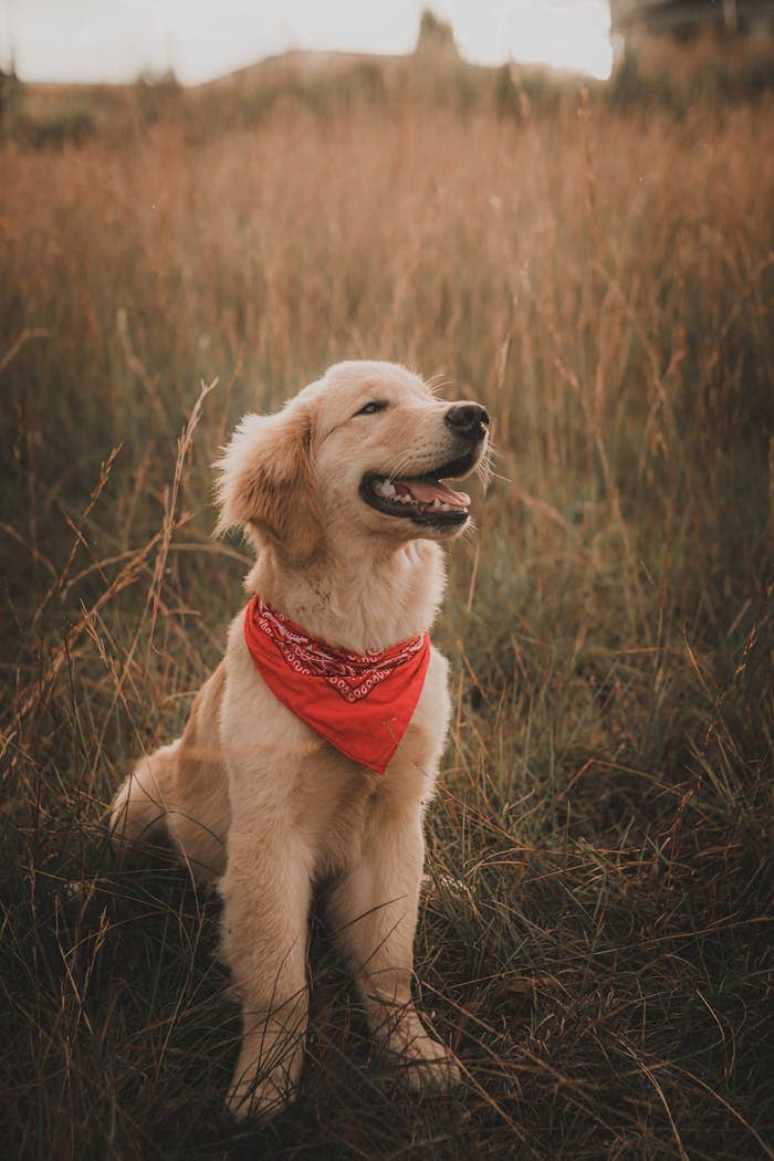 Adorable Golden Retriever puppy wearing a red bandana sitting in a grassy field during sunset.