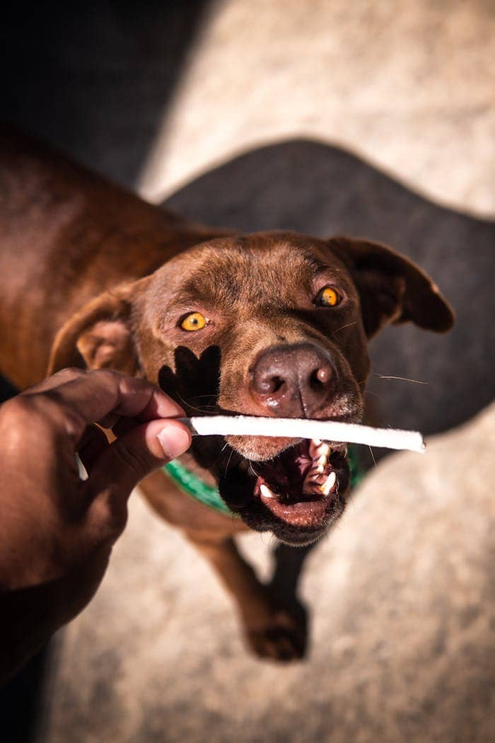 Close-up of a Labrador Retriever eagerly taking a treat from a hand outdoors.