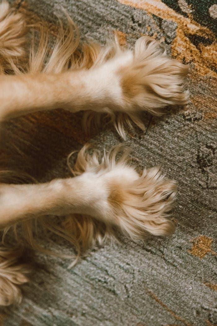 A detailed close-up of a dog's furry paws on a textured rug, highlighting pet care and comfort.