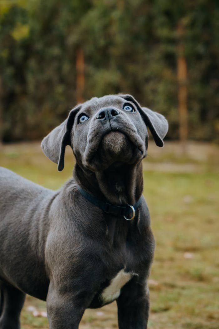 Adorable Cane Corso puppy with blue eyes and a collar looking up in a grassy outdoor setting.