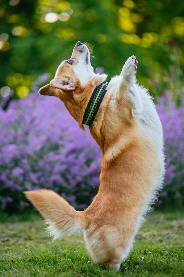 A Pembroke Welsh Corgi joyfully stands on its hind legs amidst a vibrant garden in summer.