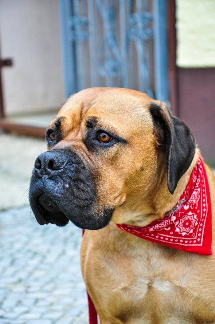 Bullmastiff dog wearing a red bandana in an outdoor setting.