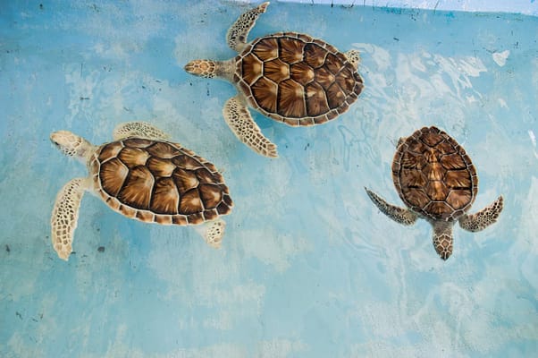 pexels-photo-2570699 Three sea turtles swimming in clear blue waters of Venezuela, showcasing unique shell patterns.