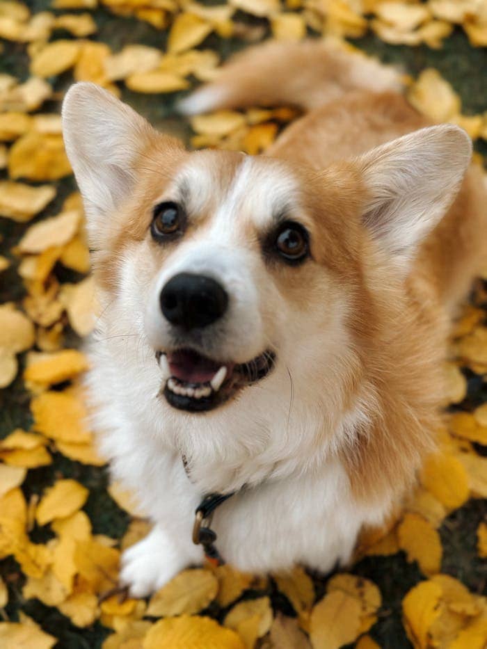 Adorable Pembroke Welsh Corgi amid vibrant autumn leaves in Bayreuth, Bavaria, Germany.