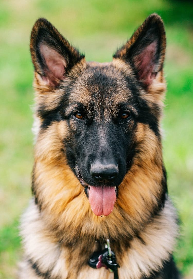 Close-up portrait of a German Shepherd with its tongue out, outdoors in the UK.