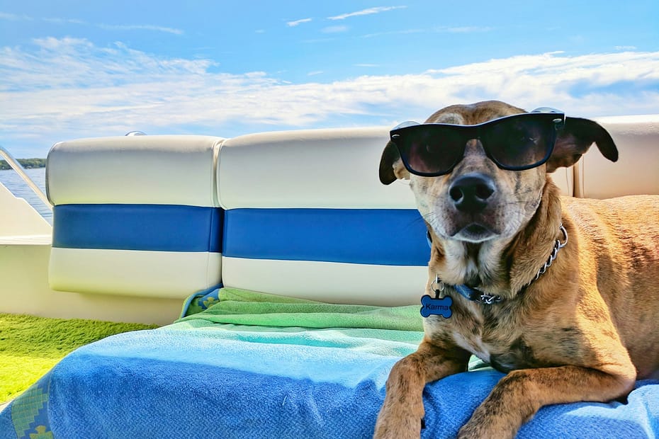 brown dog wearing sunglasses on blue textile