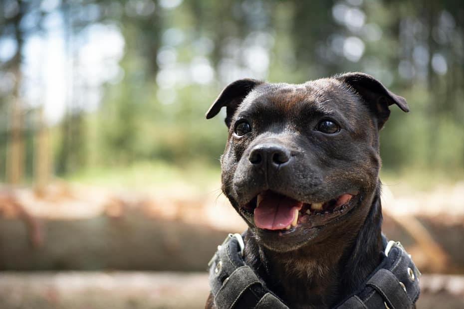 Adorable Staffordshire Bull Terrier smiling outdoors in a natural setting. Perfect pet photography.