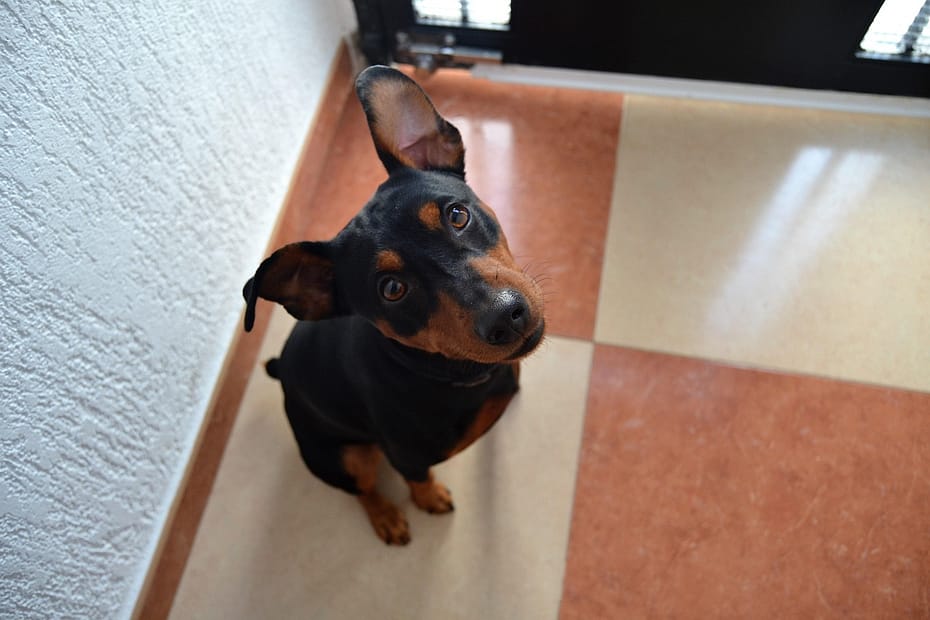 pinscher german, animal, dog, pet, small dogs