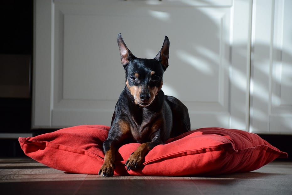 dog, red, miniature pinscher, animal, cute, black, nature, fur, pet, eyes, portrait, head