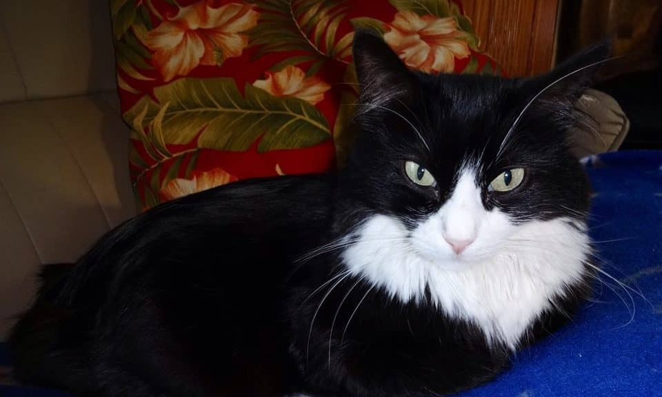 A fluffy black and white cat with striking green eyes rests on a blue blanket, framed by a vibrant floral pillow.